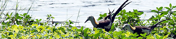 birds_anavilundawa_wetland