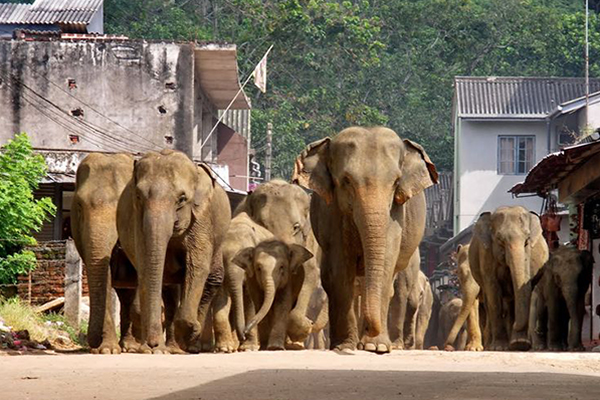 pinnawala_elephant_bunch