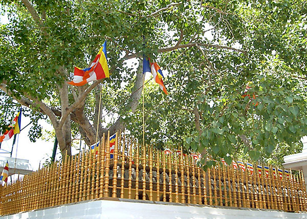 Jaya_Sri_maha_Bodhi